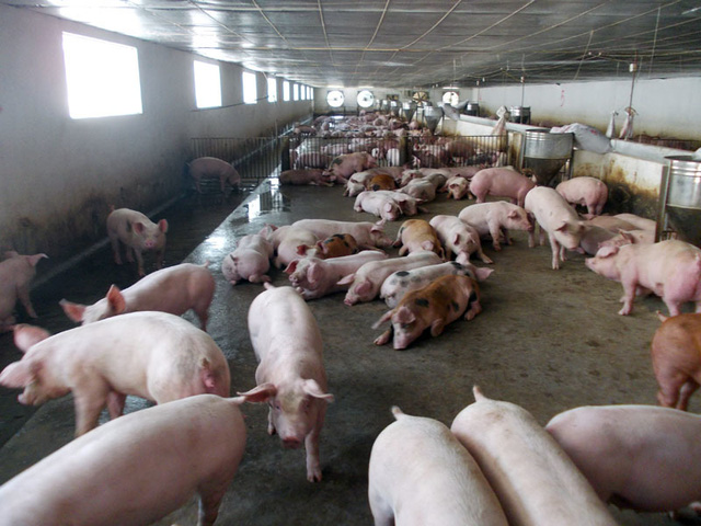 Chủ tịch Tập đoàn chăn nuôi lớn nhất miền Bắc: Cứ bán một con lợn lại lỗ mất một con - Ảnh 1.