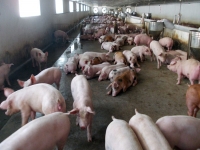  Chủ tịch Tập đoàn chăn nuôi lớn nhất miền Bắc: Cứ bán một con lợn lại lỗ mất một con 