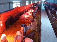 Bí quyết “bỏ túi” tiền tỷ nhờ chăn nuôi lợn công nghệ cao ở Nghệ An