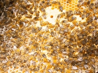 Bế tắc xuất khẩu, mật ong tìm đường về nội địa