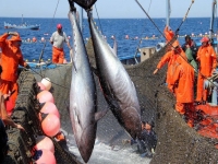 Đơn hàng lao dốc, nhiều doanh nghiệp xuất khẩu cá ngừ hoạt động cầm chừng
