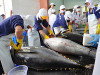 Xuất khẩu cá ngừ sang Israel tăng trưởng ấn tượng